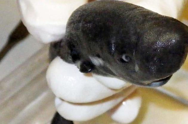 Новий вид акул світиться в темряві