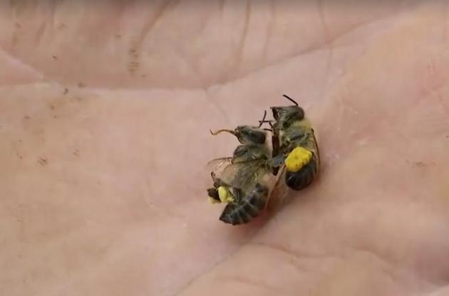 Бджоли гинуть від отрутохімікатів повсюдно