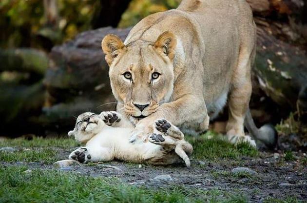 Вчені дізналися, як з'являється материнський інстинкт