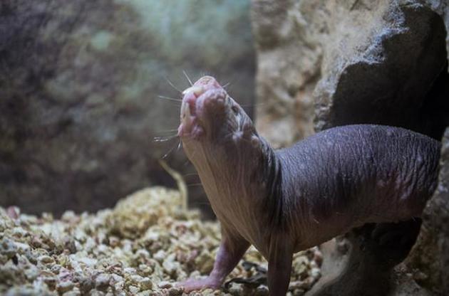 Объяснена нечувствительность землекопов к боли