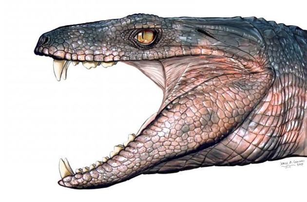 Деякі стародавні крокодили могли бути травоїдними