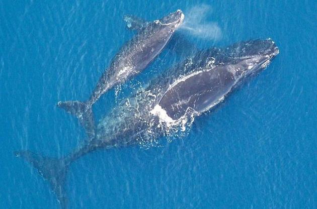 У берегов Канады найдены тела шести северных гладких китов