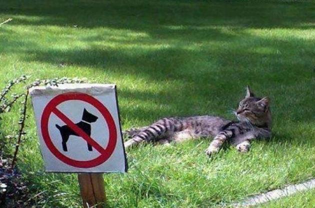 Коти - невід&#039;ємна частина Львова