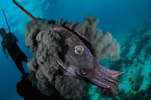 Чорнило каракатиці здатне придушити розвиток ракової пухлини