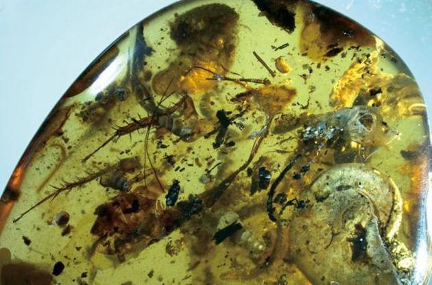 Ученые обнаружили в янтаре древних морских обитателей