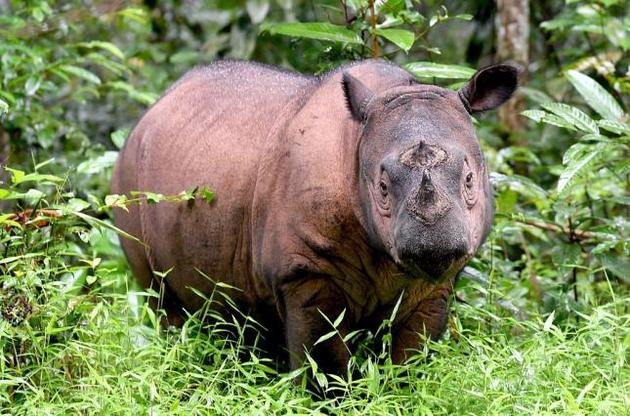 Помер останній самець суматранських носорогів в Малайзії