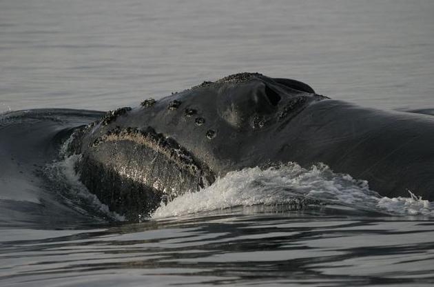 Ученым впервые удалось записать пение японского кита