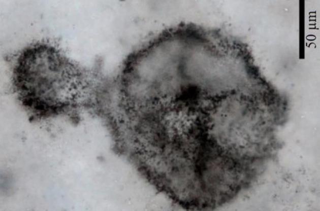 Ученые обнаружили останки необычных "гигантских" микробов