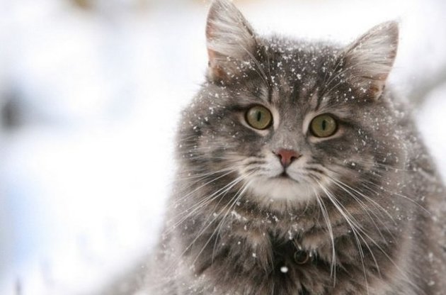 Ученые нашли способ сделать кошек гипоаллергенными