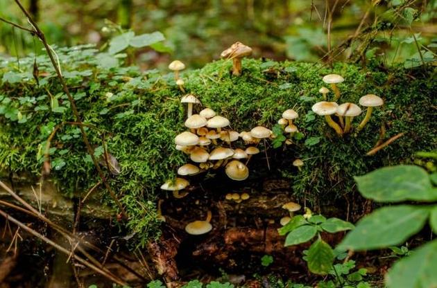 Вчені розповіли про "торгові відносини" між грибами та рослинами