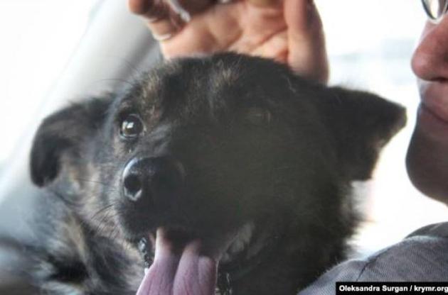 Собаку Джесси из захваченного РФ катера "Яны Капу" вернули семье военнопленного моряка