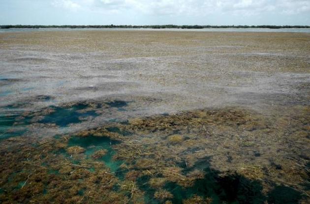 Водоросли создают в океане &quot;великий саргассовый пояс&quot;