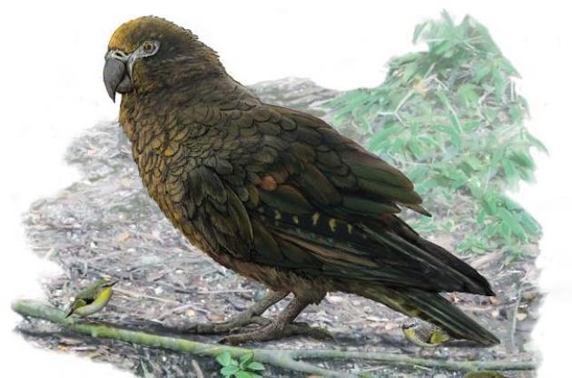 Ученые открыли новый вид гигантского ископаемого попугая