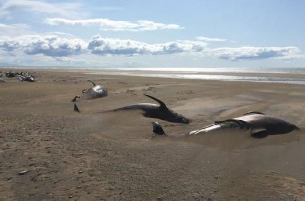 На побережье Исландии обнаружены тела десятков "черных дельфинов"