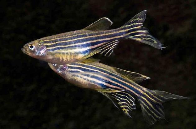 У рыб замечены фазы парадоксального и медленного сна