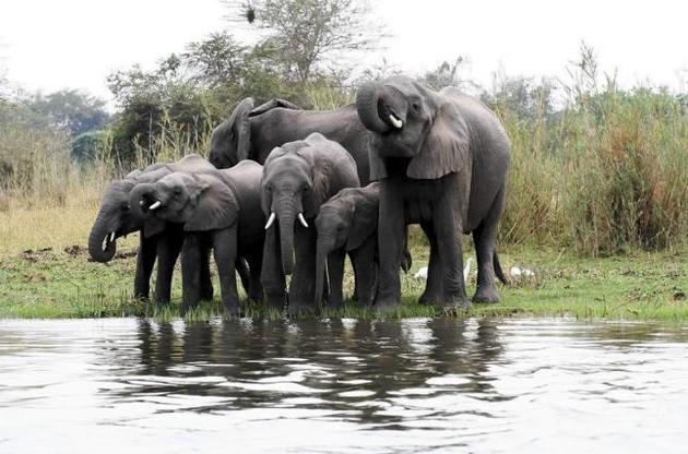Молодые индийские слоны начали объединяться в "банды"