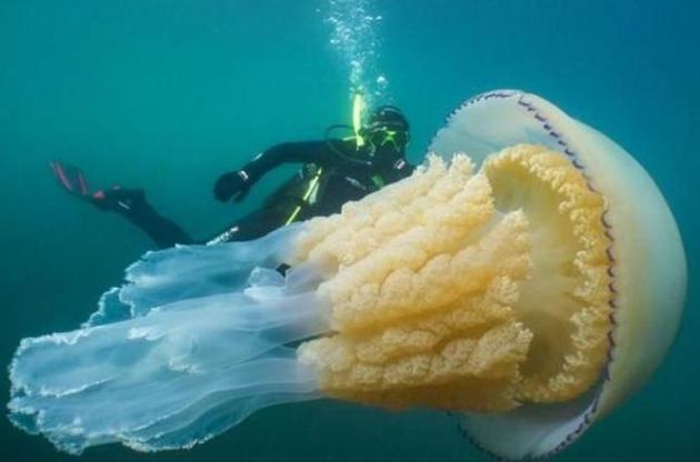 У побережья Великобритании обнаружили медузу размером с человека