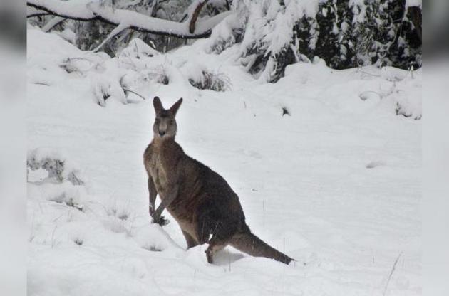 В Австралии выпал снег: кенгуру прыгают по сугробам