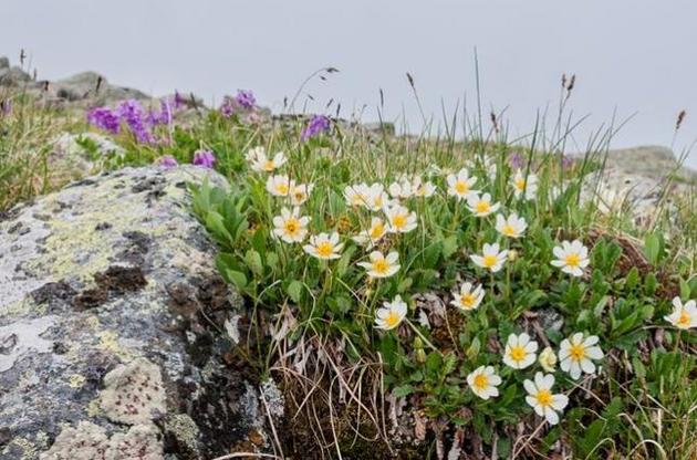 У тундрі з'явилися кульбаби і ромашки