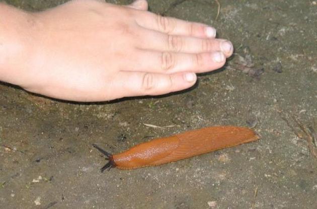 Они бывают разного размера - от крошечных до огромных