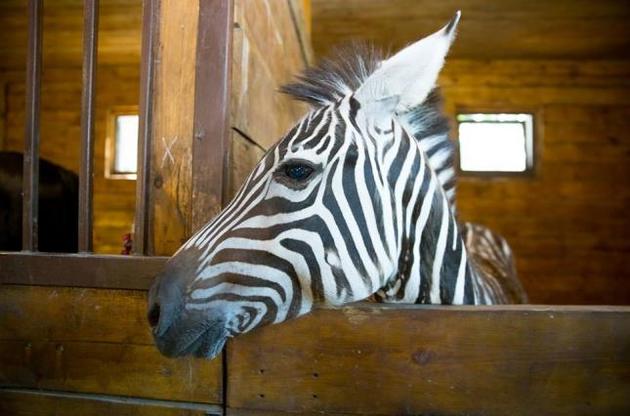 Зебру Марті шукають з допомогою коней і квадрокоптера