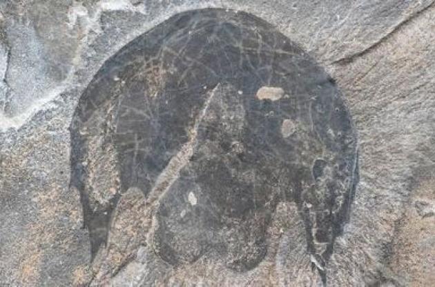 Палеонтологи назвали викопного хижака на честь "Тисячолітнього сокола" Хана Соло