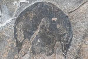 Палеонтологи назвали ископаемого хищника в честь "Тысячелетнего сокола" Хана Соло