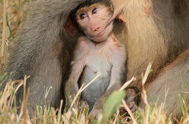 18% сухопутных животных являются объектом незаконной торговли