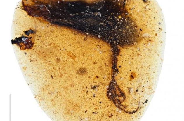 Палеонтологи обнаружили в янтаре загадочную конечность неизвестного существа