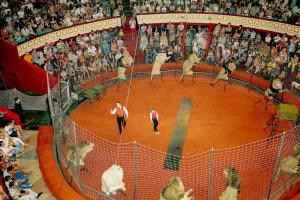 В Одессе запретили использовать животных в цирковых программах
