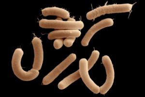 Різні види мікробів в кишечнику людини навчилися утворювати злагоджені "команди"