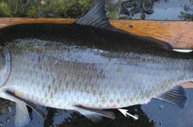 Ученые нашли самую старую пресноводную рыбу