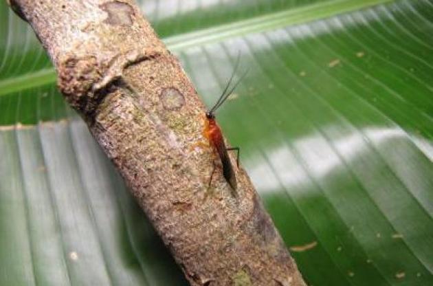 Зовні богомоли нагадують ос