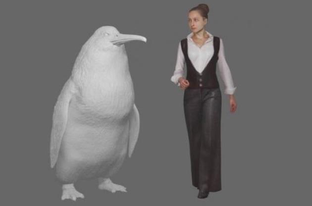 В Новой Зеландии найдены останки пингвина размером с человека