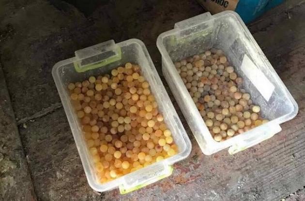 Однак навіть вилучені сім тонн – це буквально крапля в морі незаконно видобутого бурштину