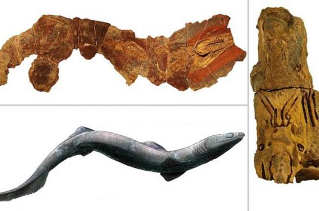 Палеонтологи впервые нашли полный скелет древней акулы