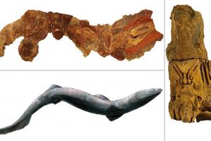 Палеонтологи впервые нашли полный скелет древней акулы