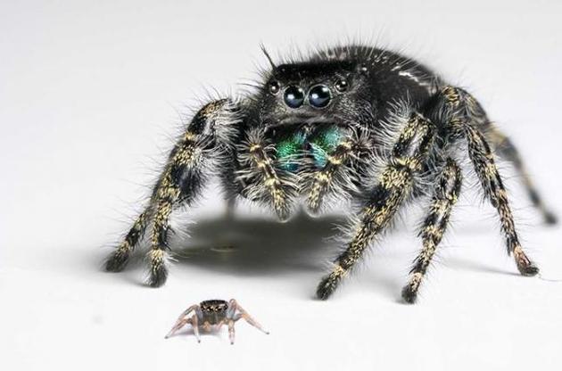 Ученые раскрыли тайну острого зрения пауков