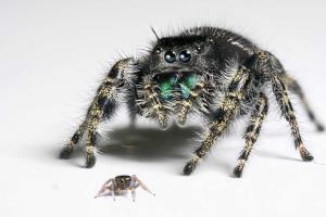 Ученые раскрыли тайну острого зрения пауков