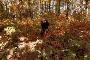 Рослини-трансформери — не назва страшного мультику