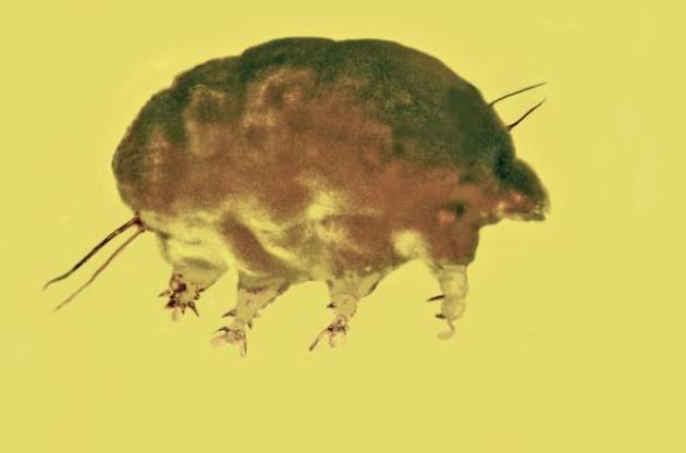 Существо обитало на Земле около 30 миллионов лет назад