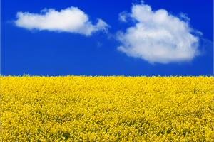 Земли сельскохозяйственного назначения занимают в Украине площадь 42,7 млн га