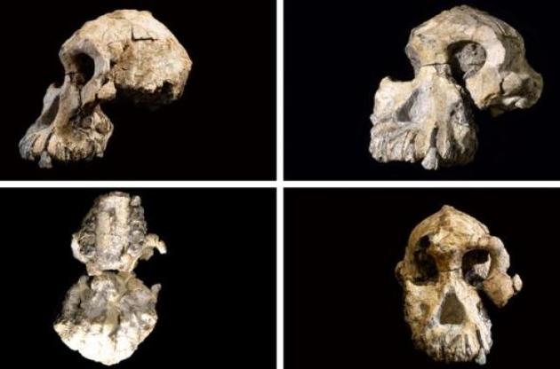 В Ефіопії знайдено череп австралопітека віком 3,8 мільйона років