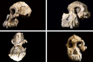 В Эфиопии найден череп австралопитека возрастом 3,8 миллиона лет