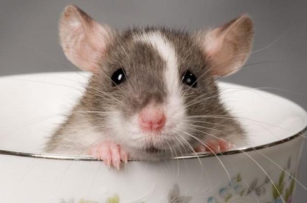 Вчені навчили щурів грати в хованки