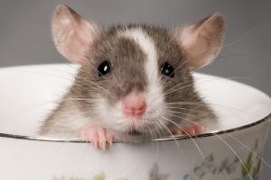 Ученые научили крыс играть в прятки