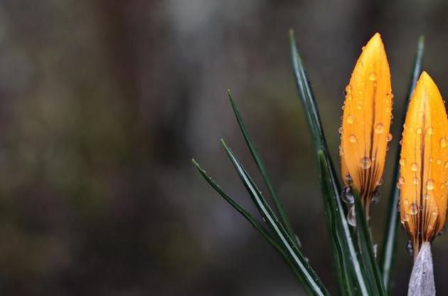 Рослини вимирають набагато швидше, ніж вважалося