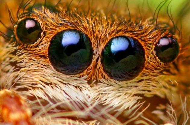 Очі павуків надихнули науковців на створення компактної камери