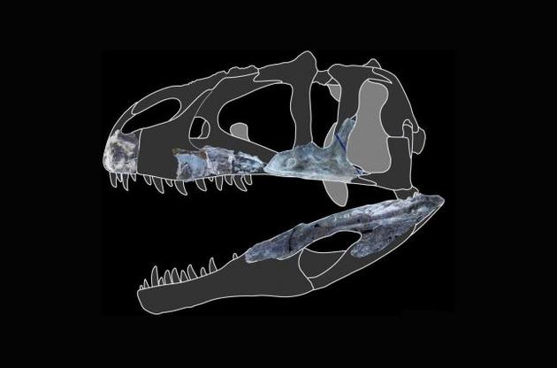 Палеонтологи обнаружили новый вид гигантского хищного динозавра
