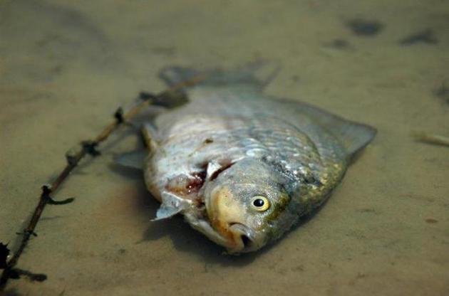 На территории ОРДЛО в Кальмиусе из-за оккупантов массово гибнет рыба